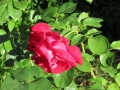 14.05 (260) (Copy)